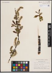 Foto von Salix discolor Muhl.